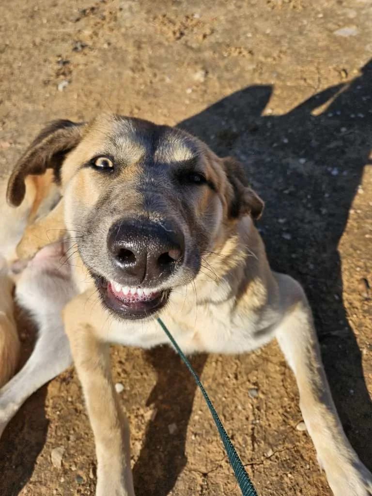 Trima, female 4yo Mixed Breed for adoption at Arche de Phoenix, arche de phoenix