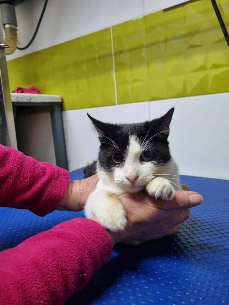 Yuno, male 4yo Mixed Breed for adoption at Arche de Phoenix, arche de phoenix