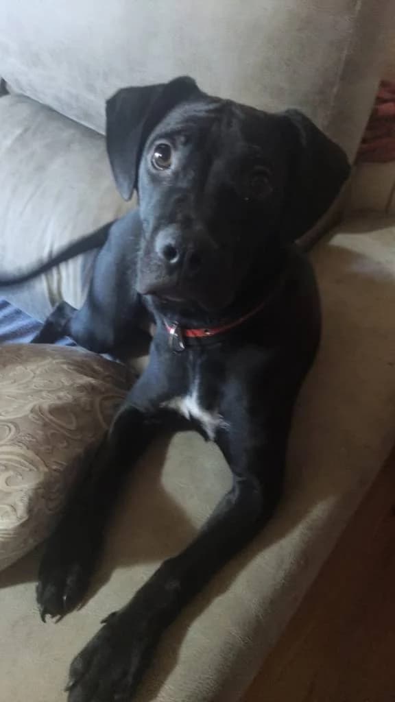 Zeus, male 4yo Mixed Breed for adoption at Arche de Phoenix, arche de phoenix