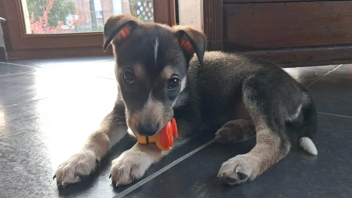 Bounty, female puppy Mixed Breed for adoption at Arche du Val de Sambre, arche du val de sambre