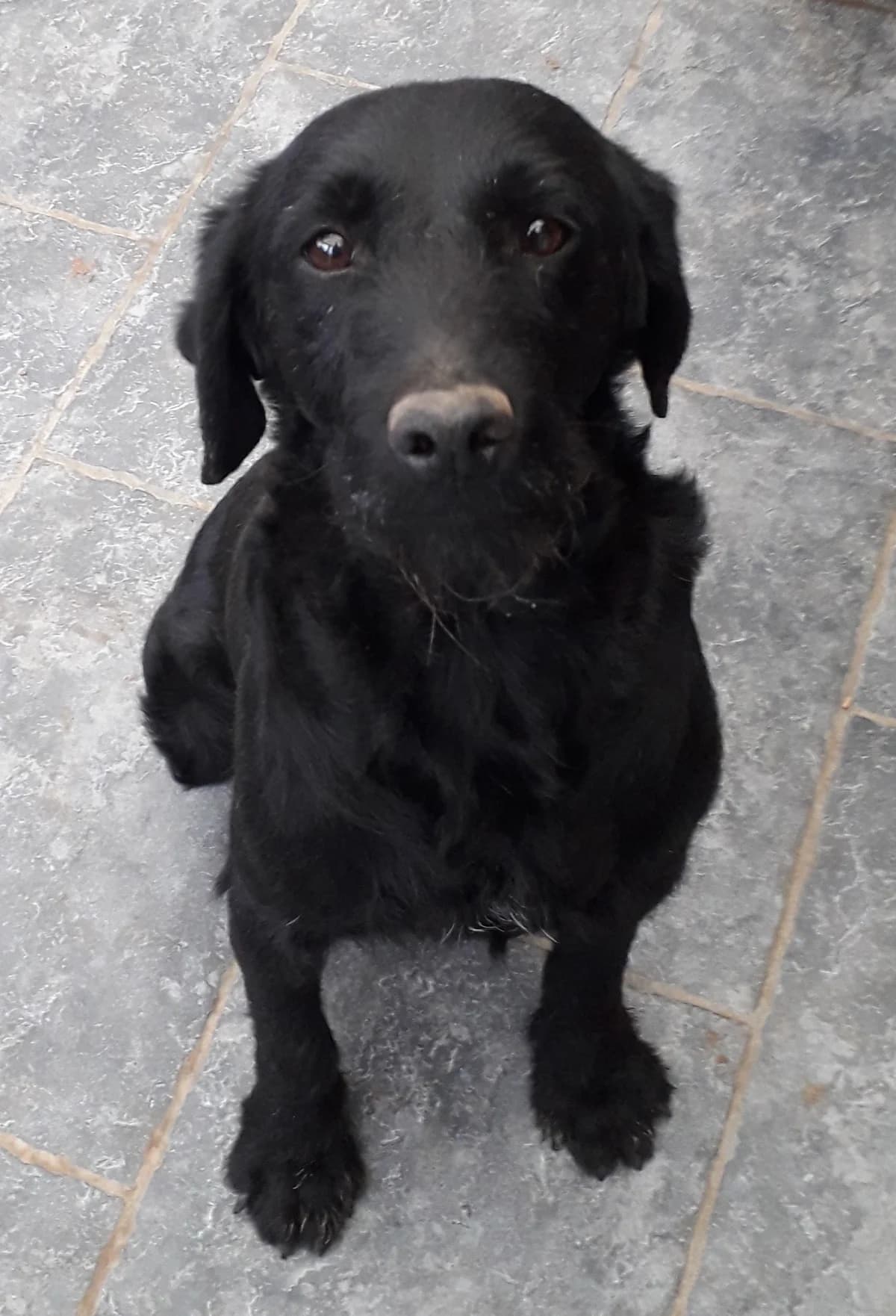 Lucien, male senior Mixed Breed for adoption at Arche du Val de Sambre, arche du val de sambre