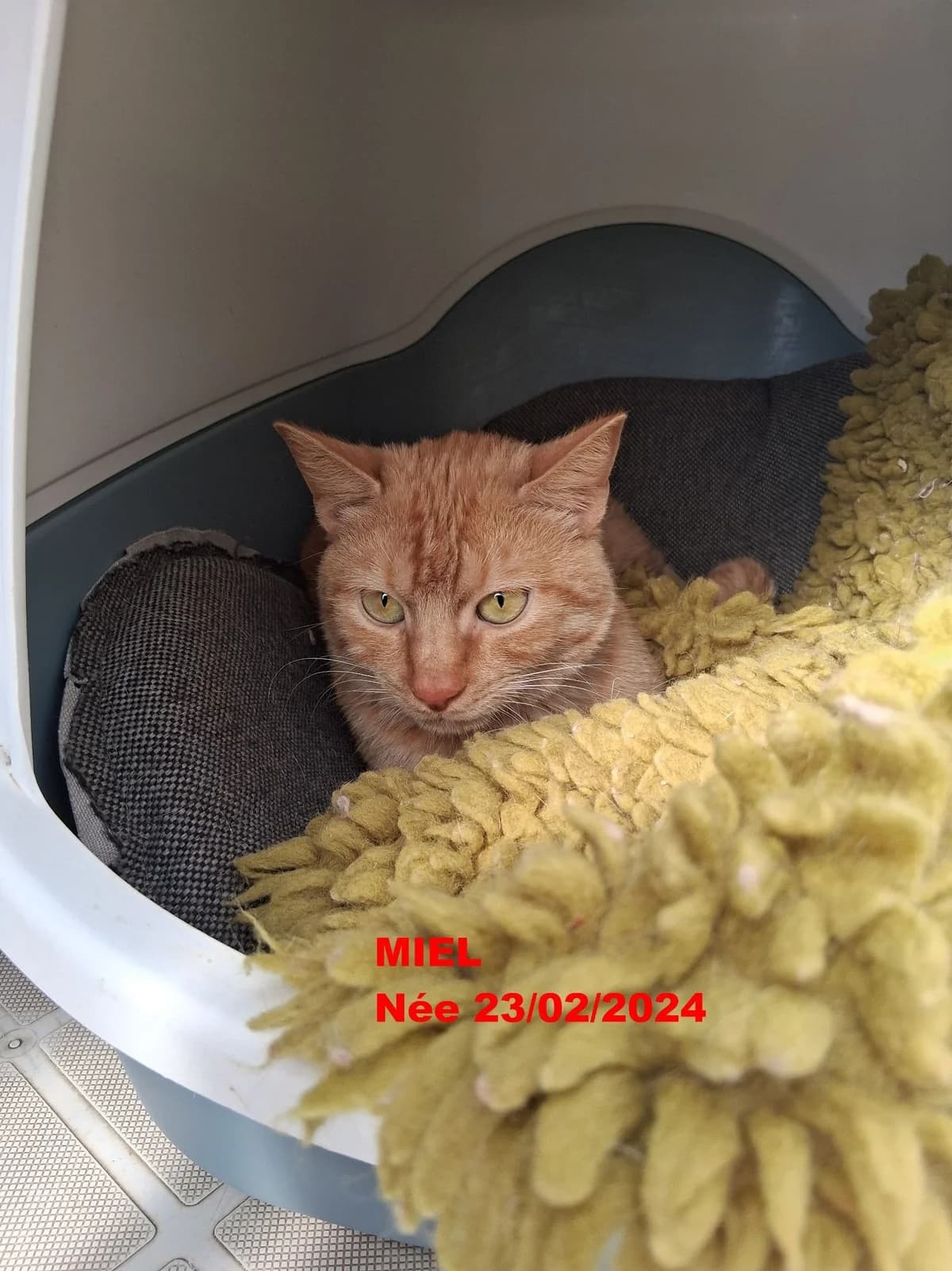 Snow, male mixed breed for adoption at L