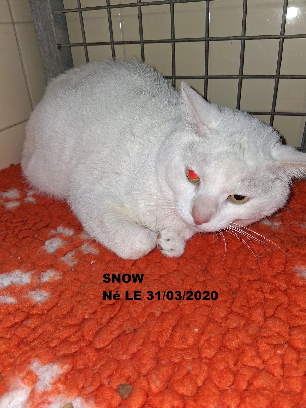 Boris, male mixed breed for adoption at L