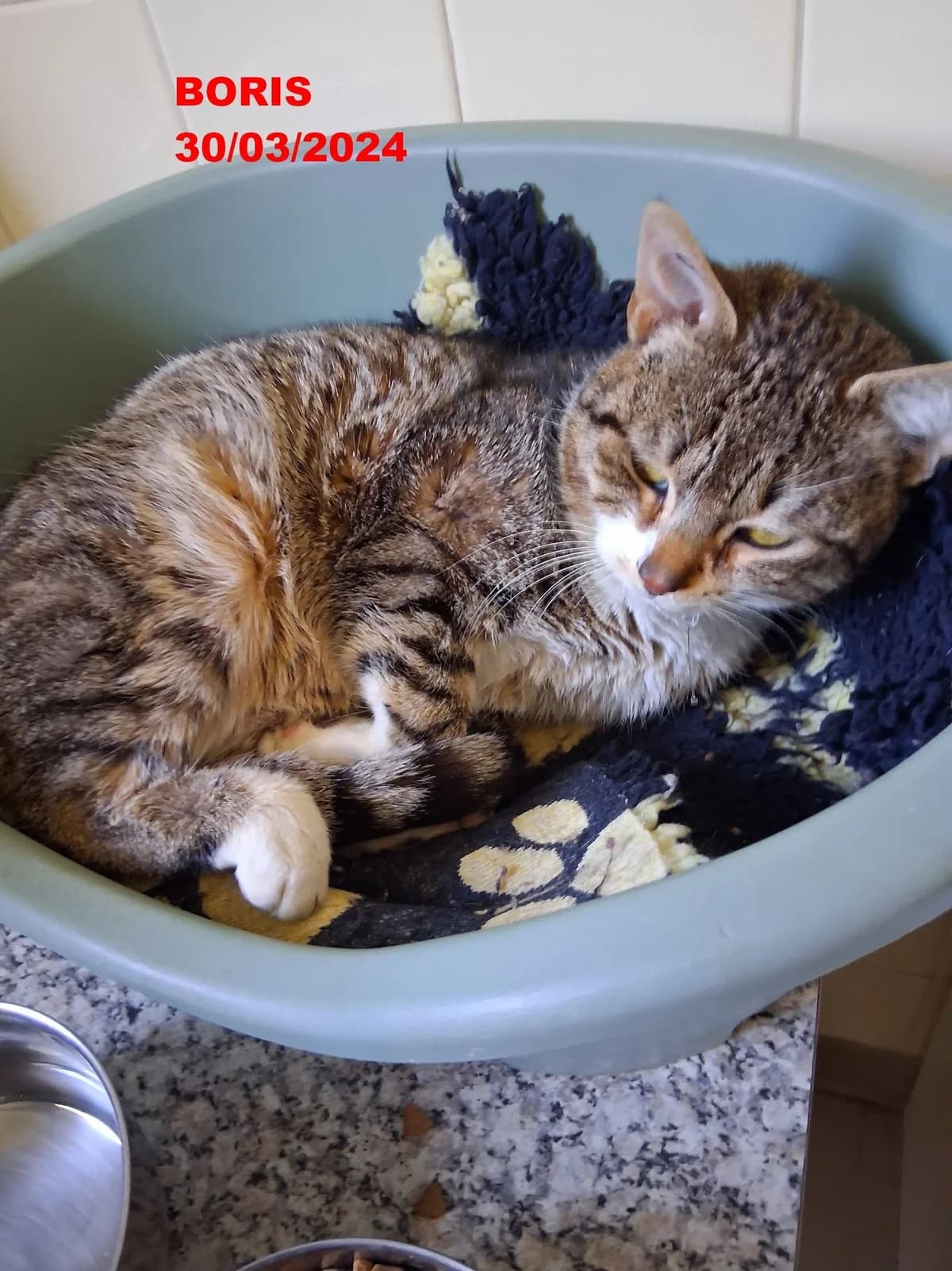 Echo, male Bengal for adoption at L