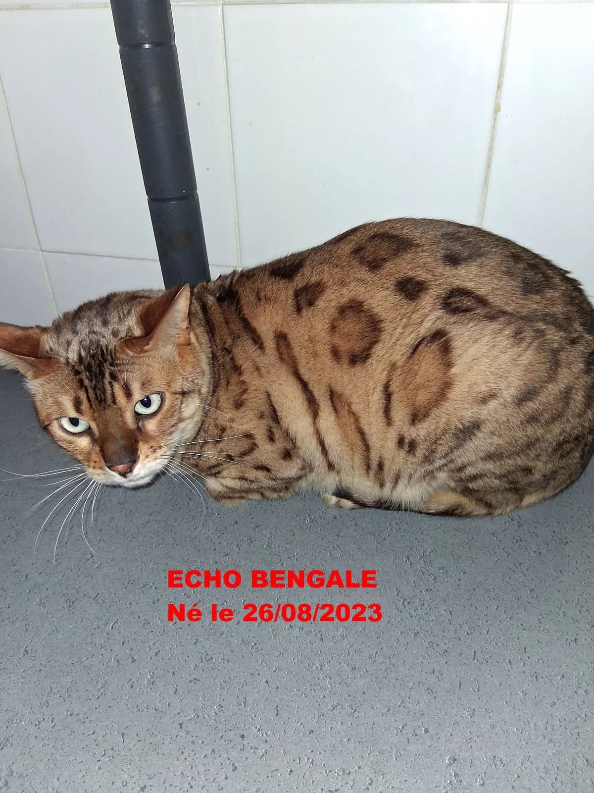 Bijou, female 4yo Bengal for adoption at L