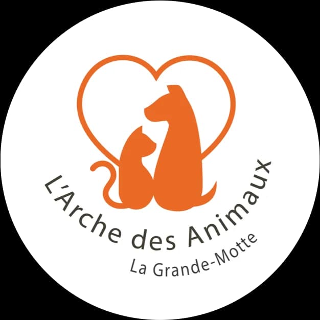 Dakota, female Labrador Retriever for adoption at L