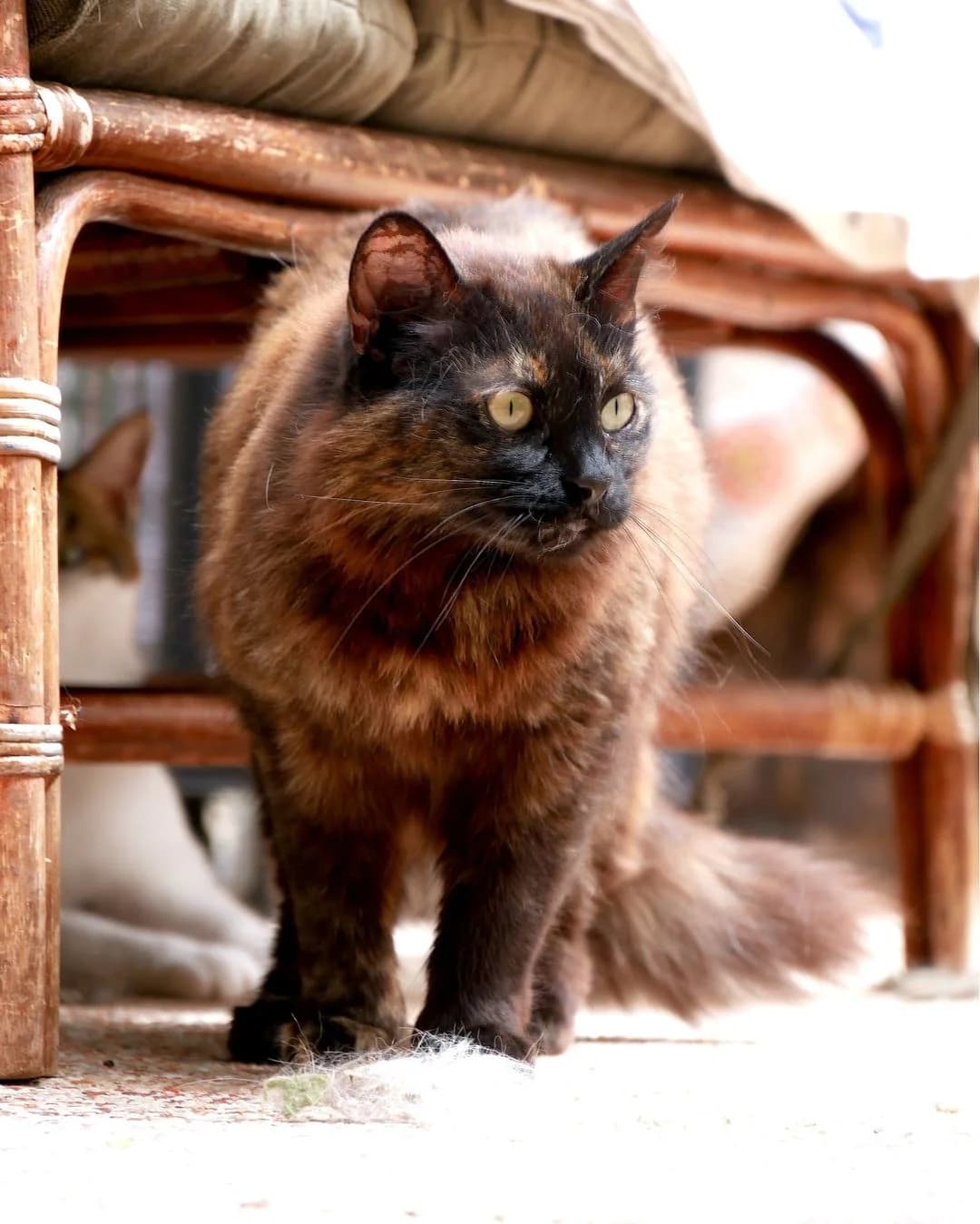 SOFIA, female Mixed Breed for adoption at L