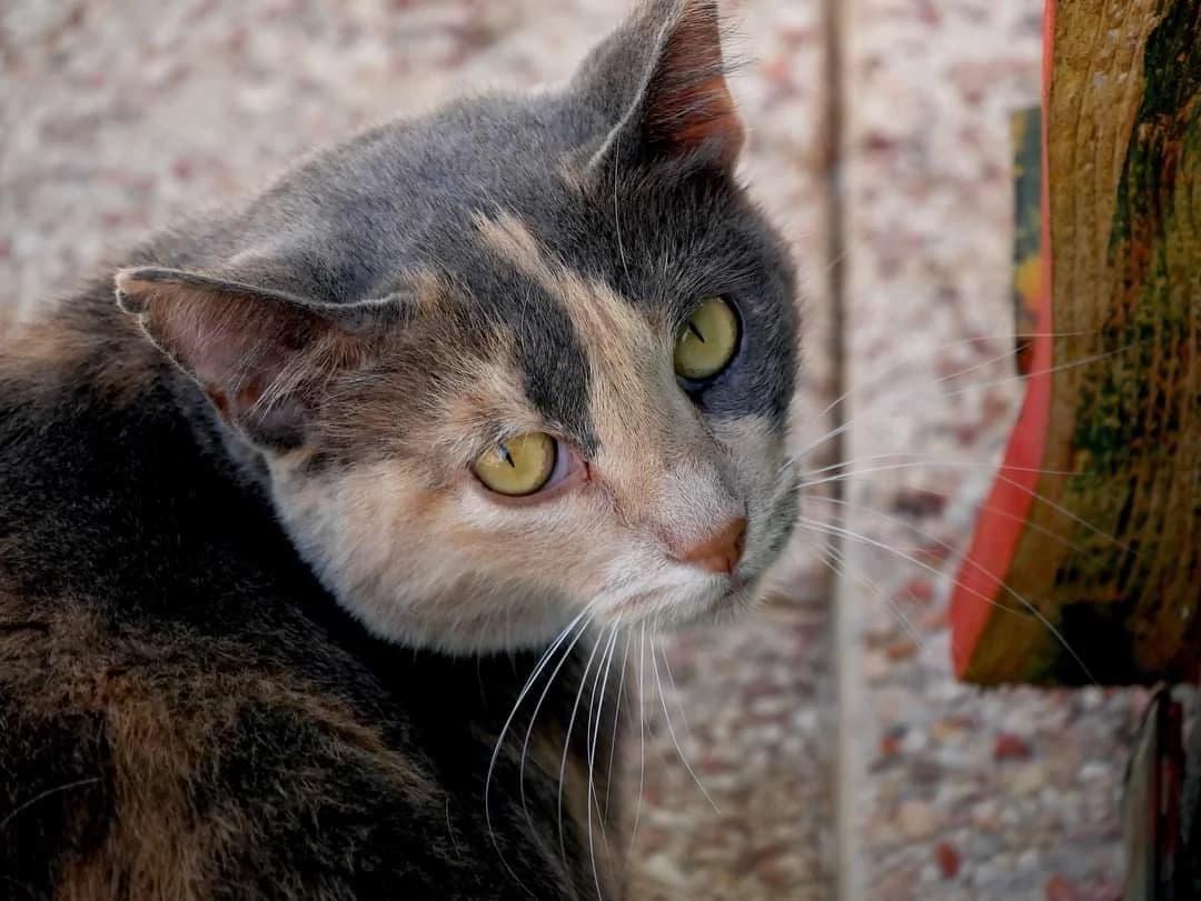 BOGOTA, female 4yo Mixed Breed for adoption at L