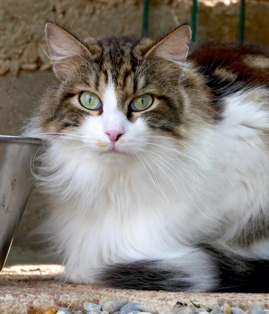 GRUMPY, male 3yo Mixed Breed for adoption at L