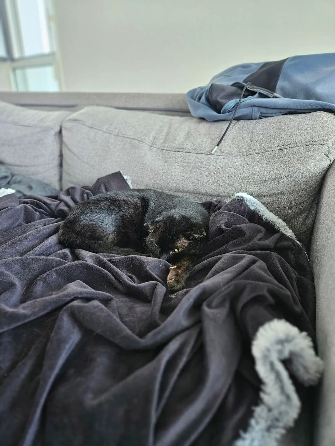 Angel, male senior Mixed Breed for adoption at Arche de Noé Brest