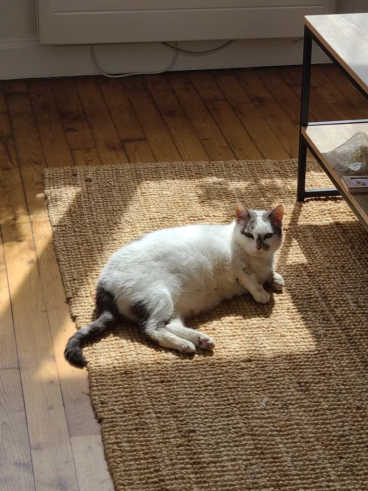 Crème, female senior Mixed Breed for adoption at Arche de Noé Brest