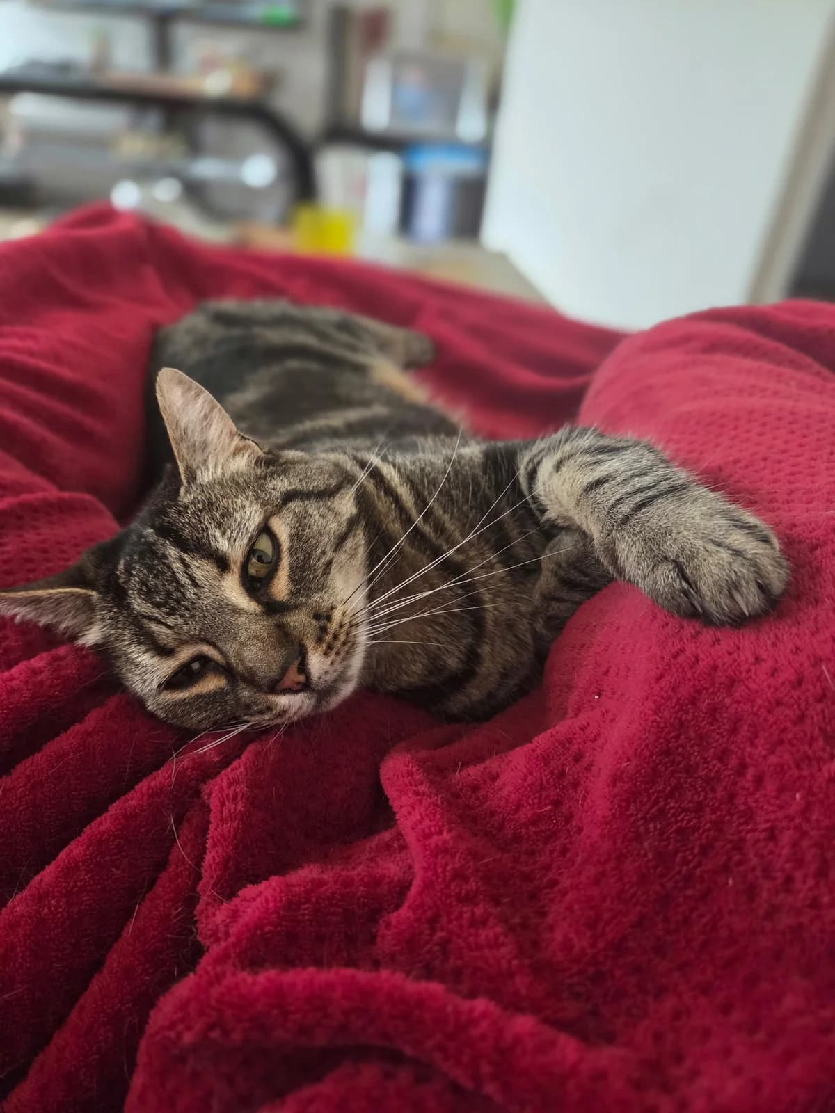 Sarriette, female 5yo Mixed Breed for adoption at Arche de Noé Brest