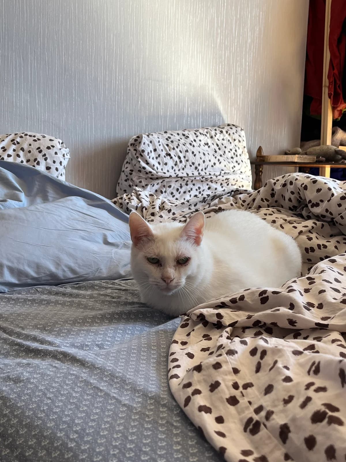 Raymond, male senior Mixed Breed for adoption at Arche de Noé Brest