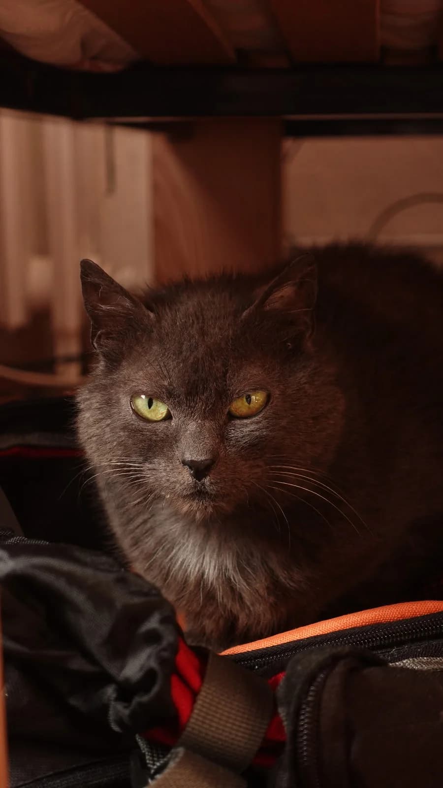 Myrtille, female senior Mixed Breed for adoption at Arche de Noé Brest