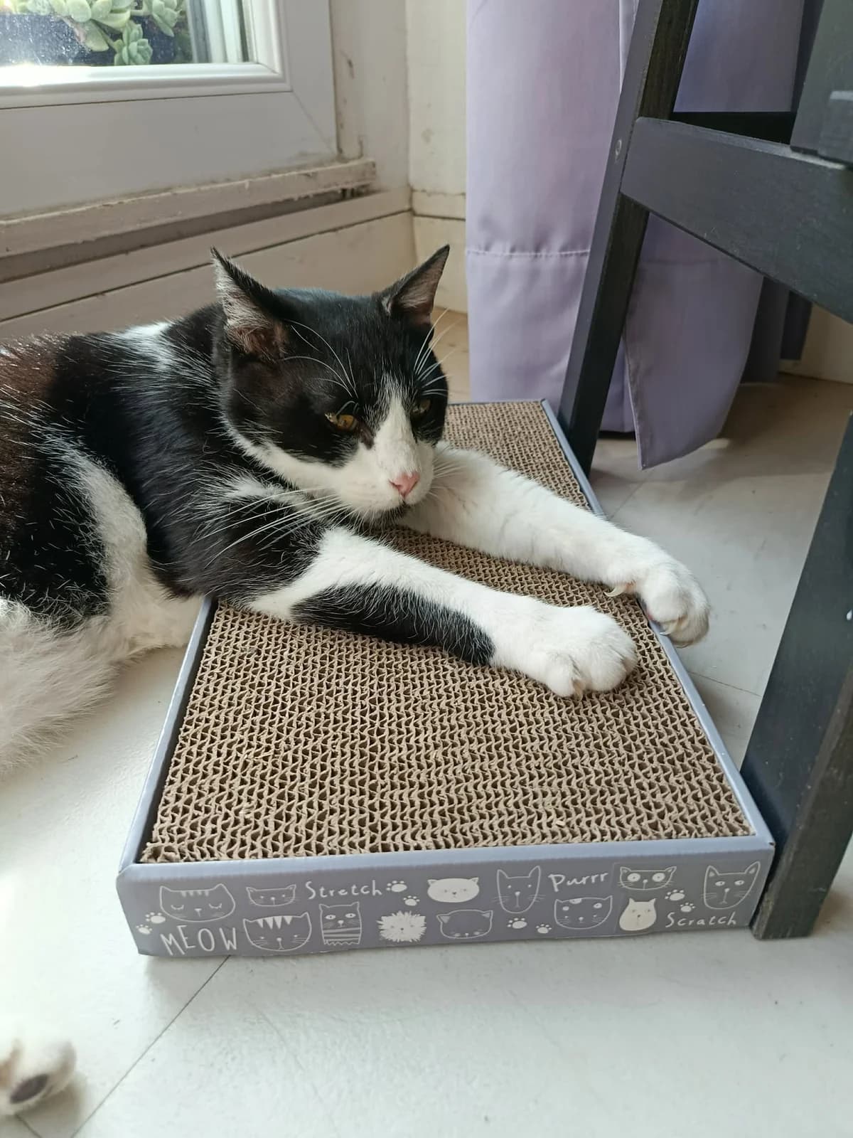 Jango, male senior Mixed Breed for adoption at Arche de Noé Brest