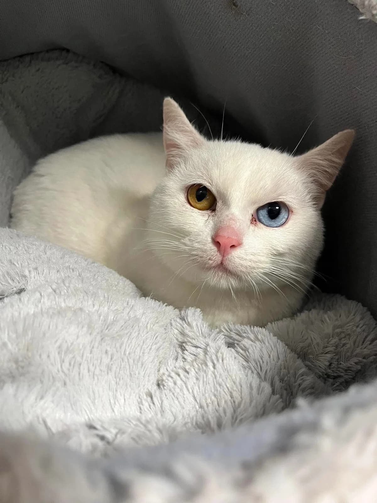 Neige & Flocon, female 4yo Mixed Breed for adoption at Arche de Noé Brest