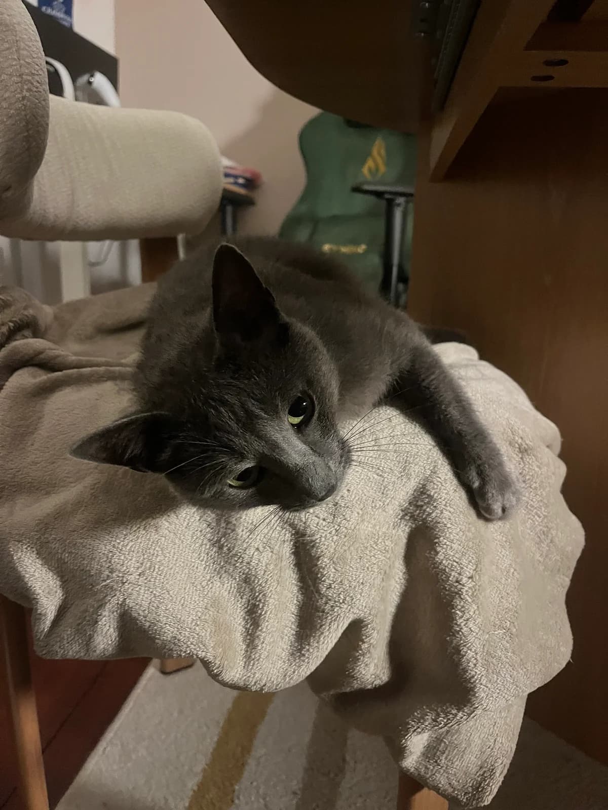Silver, male 5yo Mixed Breed for adoption at Arche de Noé Brest