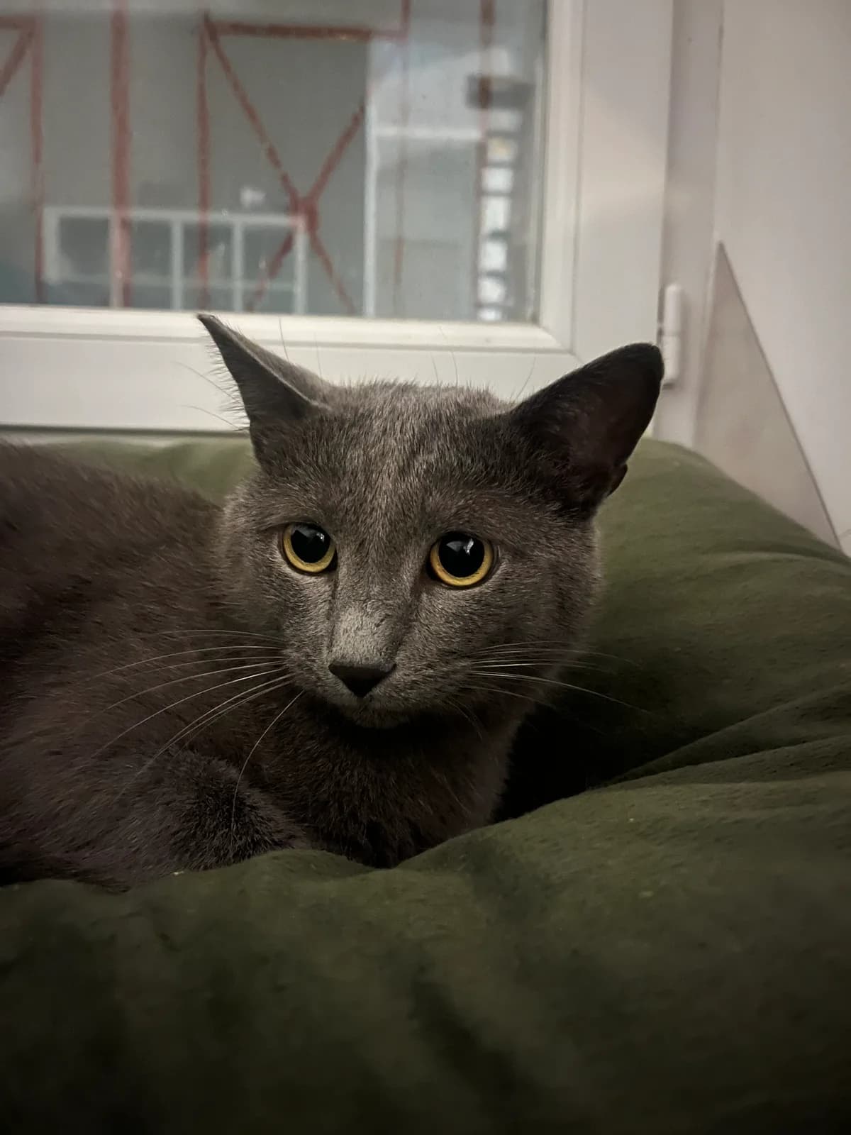Silver, male 5yo Mixed Breed for adoption at Arche de Noé Brest