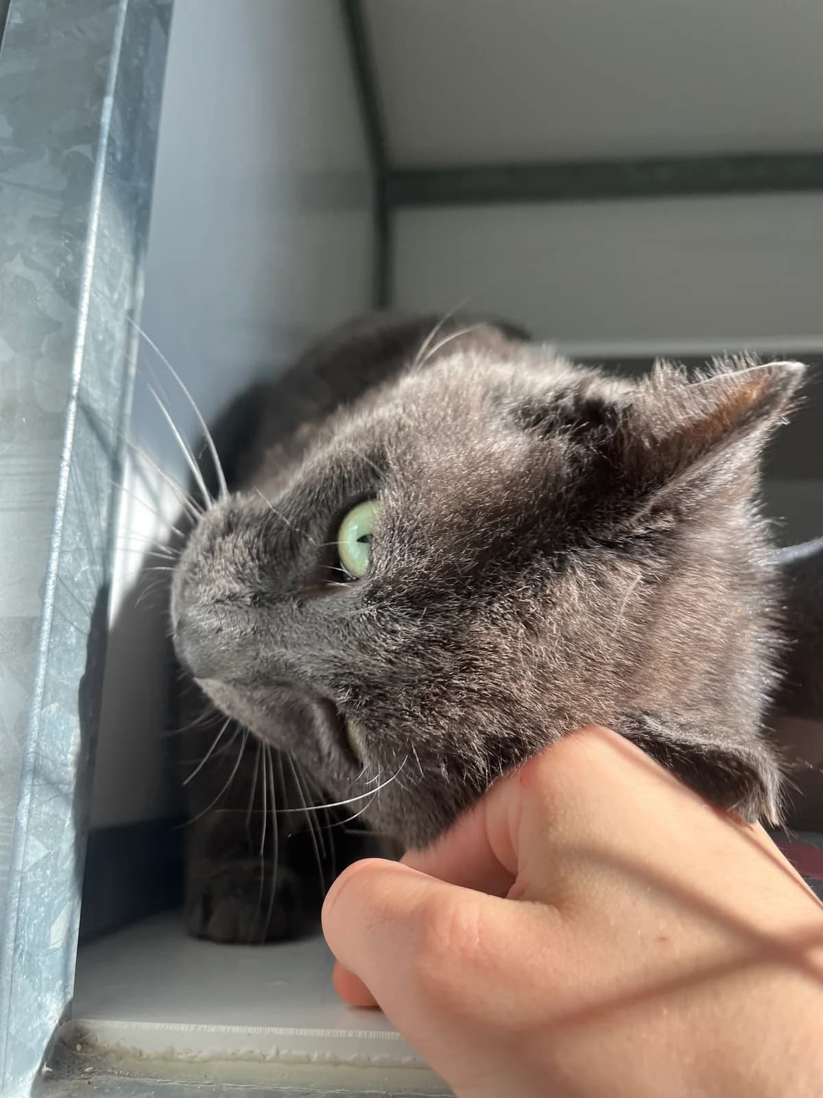 Smoky, male 5yo Mixed Breed for adoption at Arche de Noé Brest