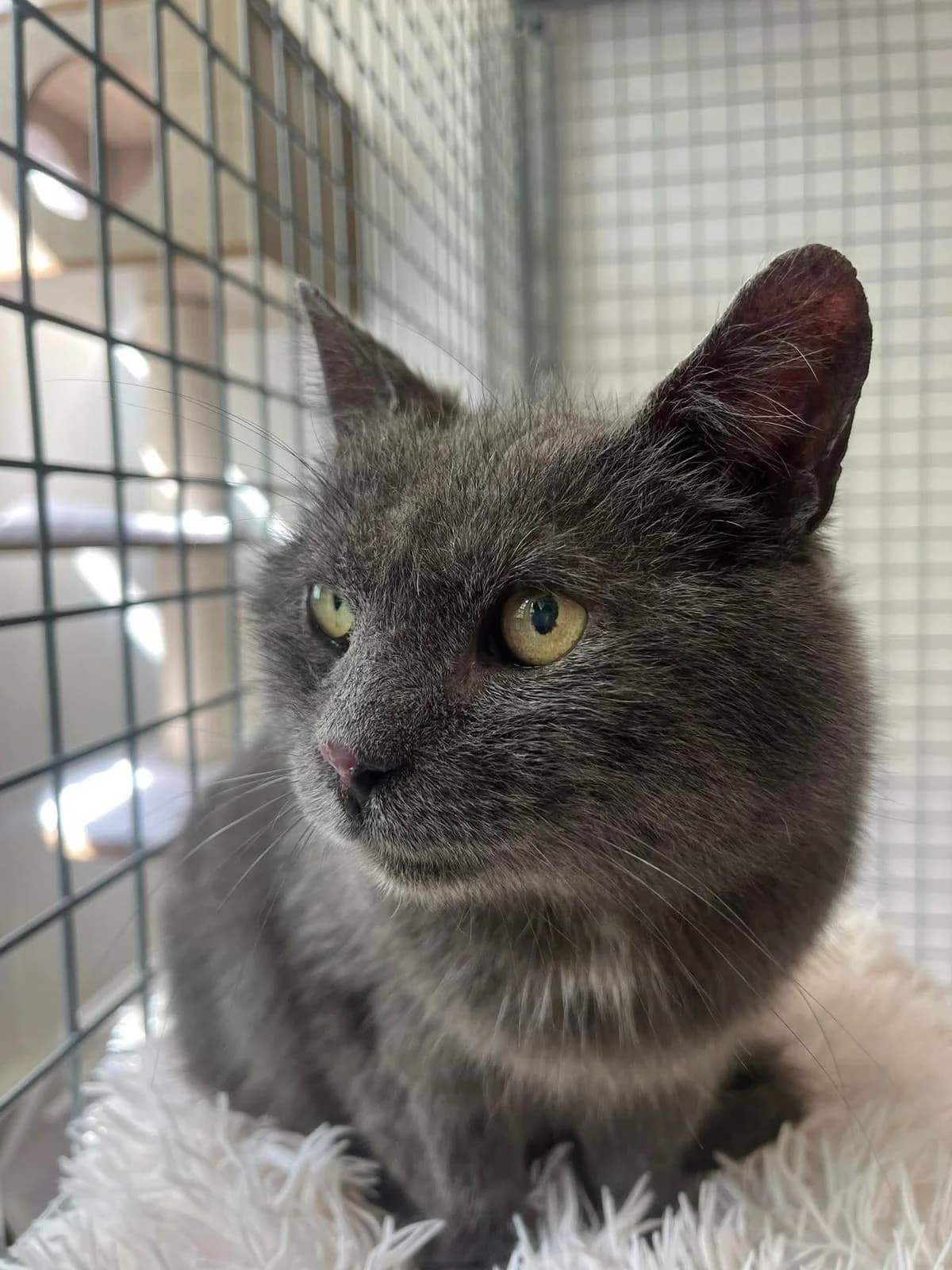 Baron, male 3yo Mixed Breed for adoption at Arche de Noé Brest