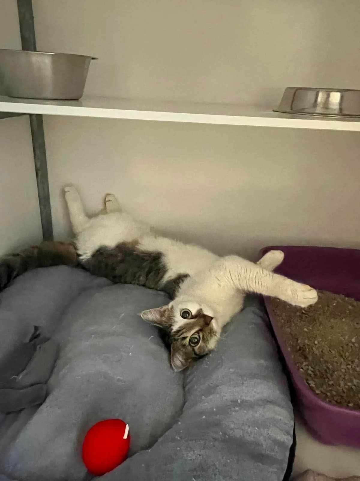 Api, female young Mixed Breed for adoption at Arche de Noé Brest