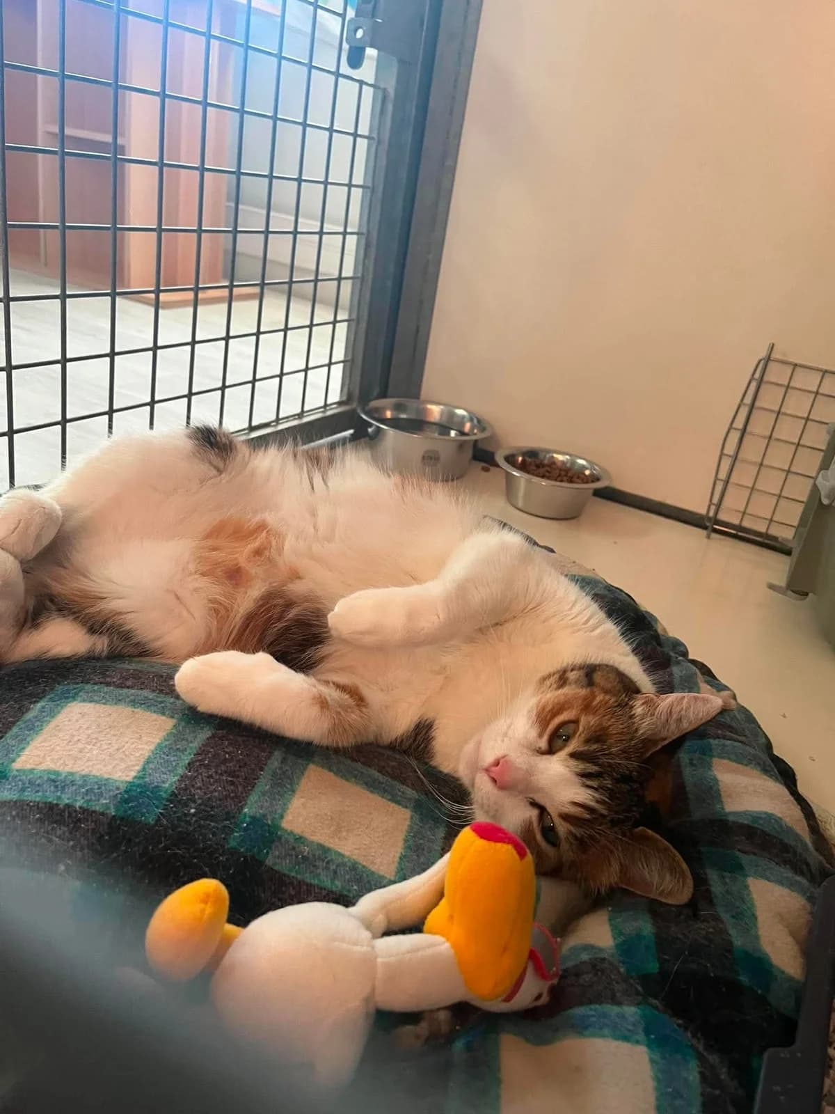 Mistinguette, female 4yo Mixed Breed for adoption at Arche de Noé Brest