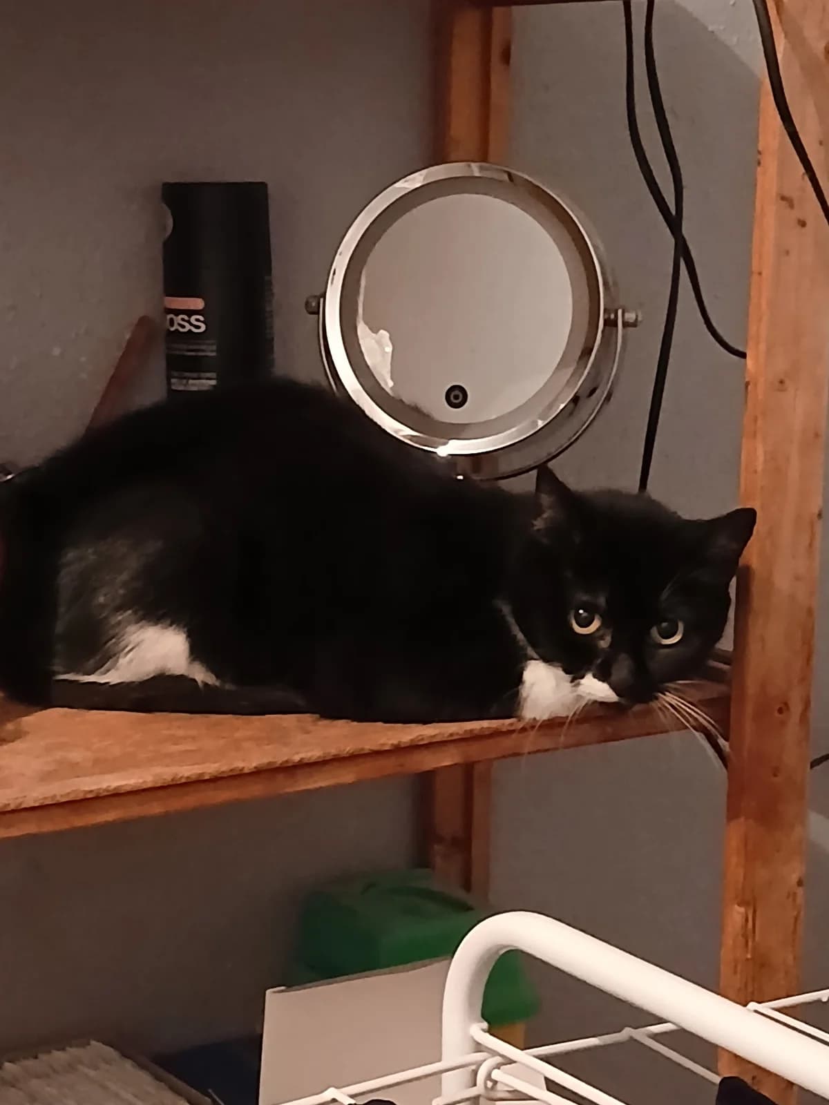 Clochette, female senior Mixed Breed for adoption at Arche de Noé Brest