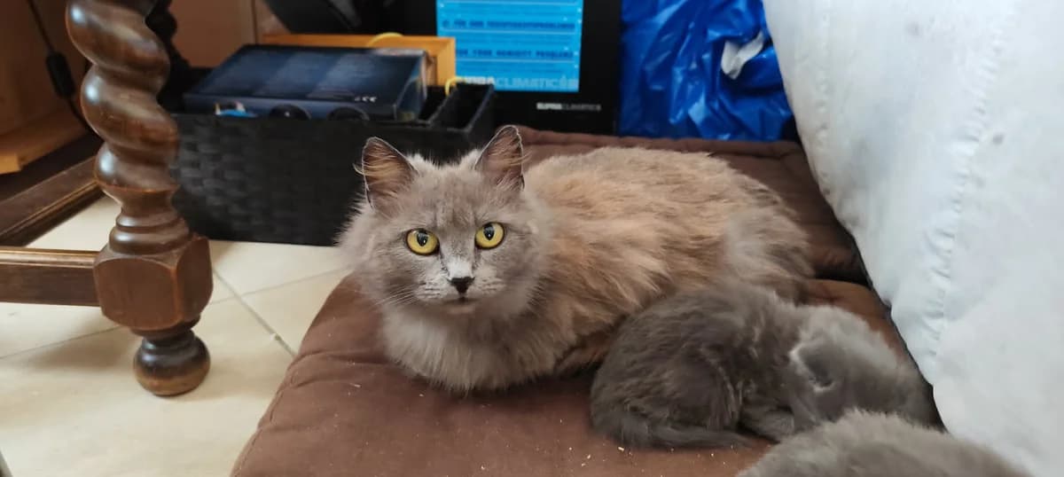 Mimie, female 3yo Mixed Breed for adoption at Arche de Noé Brest
