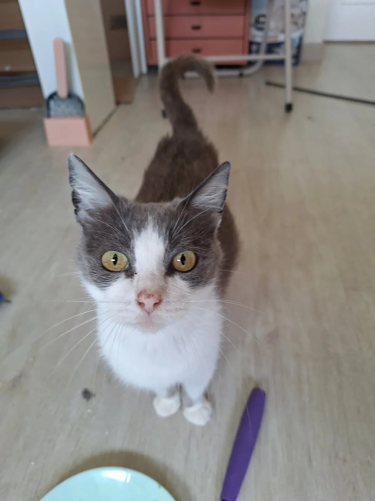 Émilie, female senior Mixed Breed for adoption at Arche de Noé Brest
