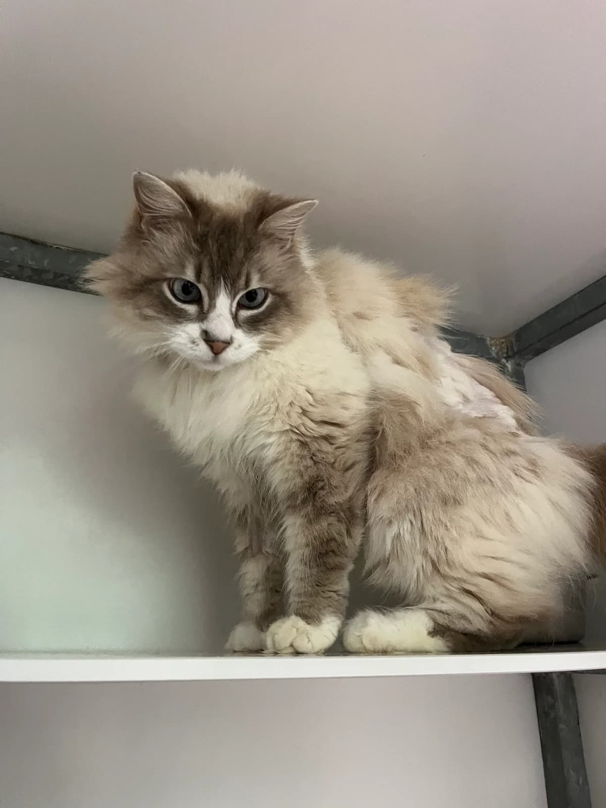 Moon, female senior Mixed Breed for adoption at Arche de Noé Brest