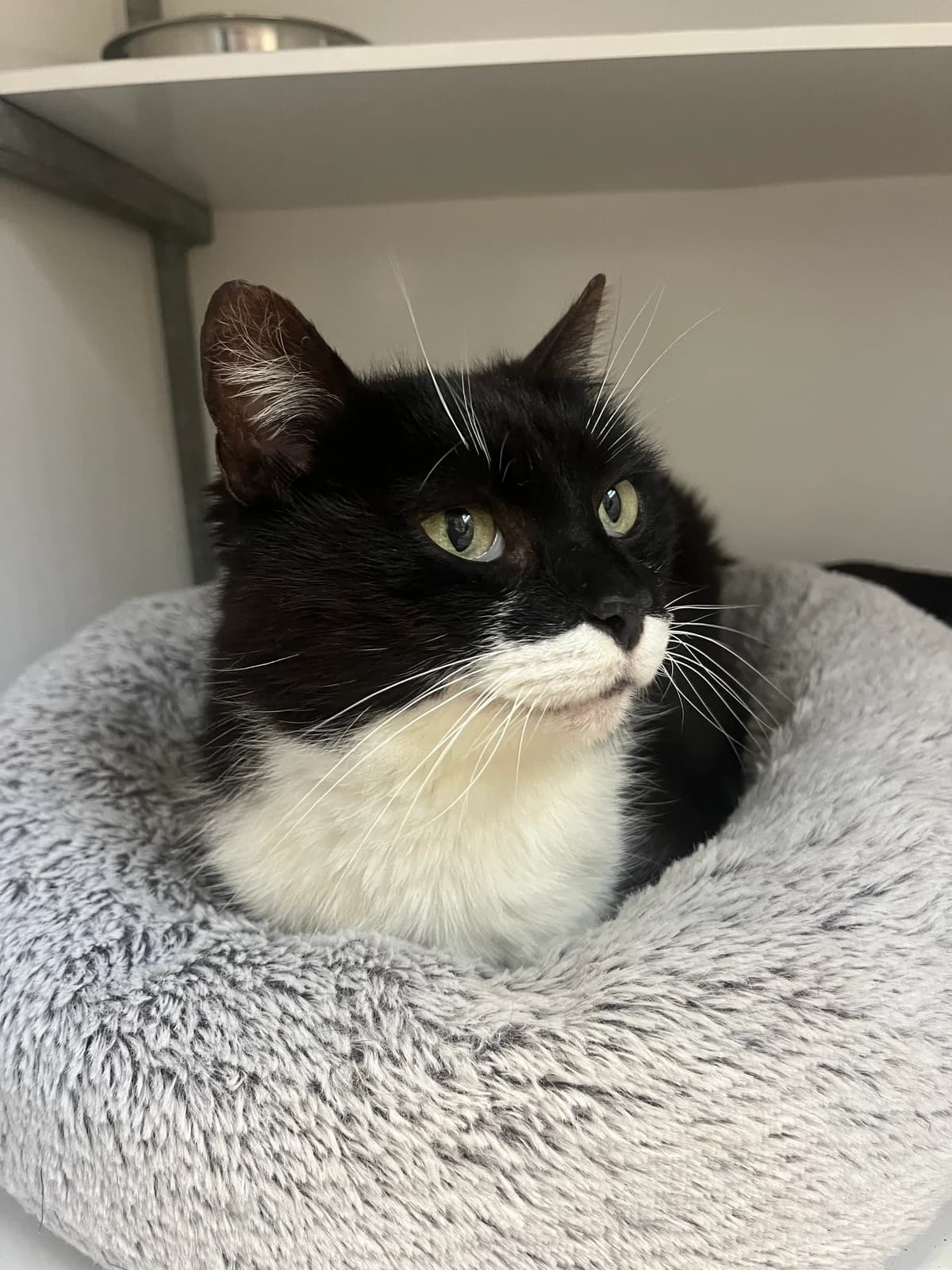 Naël, male 6yo Mixed Breed for adoption at Arche de Noé Brest