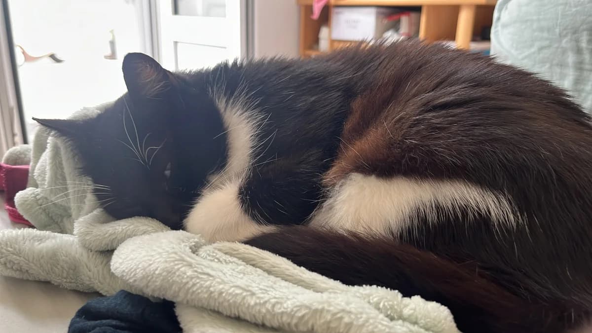 Naël, male 6yo Mixed Breed for adoption at Arche de Noé Brest