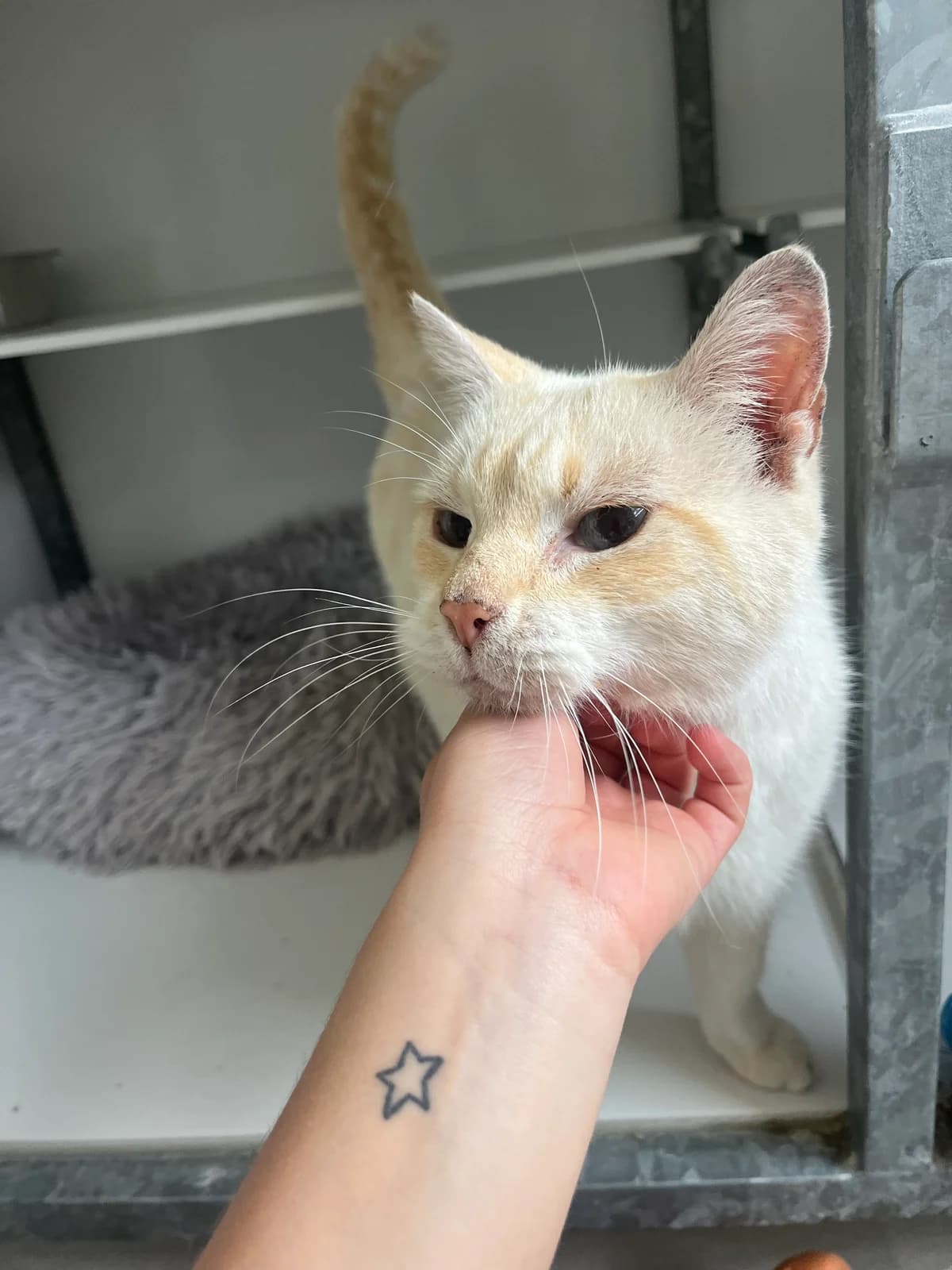 Matouroux, male 7yo Mixed Breed for adoption at Arche de Noé Brest