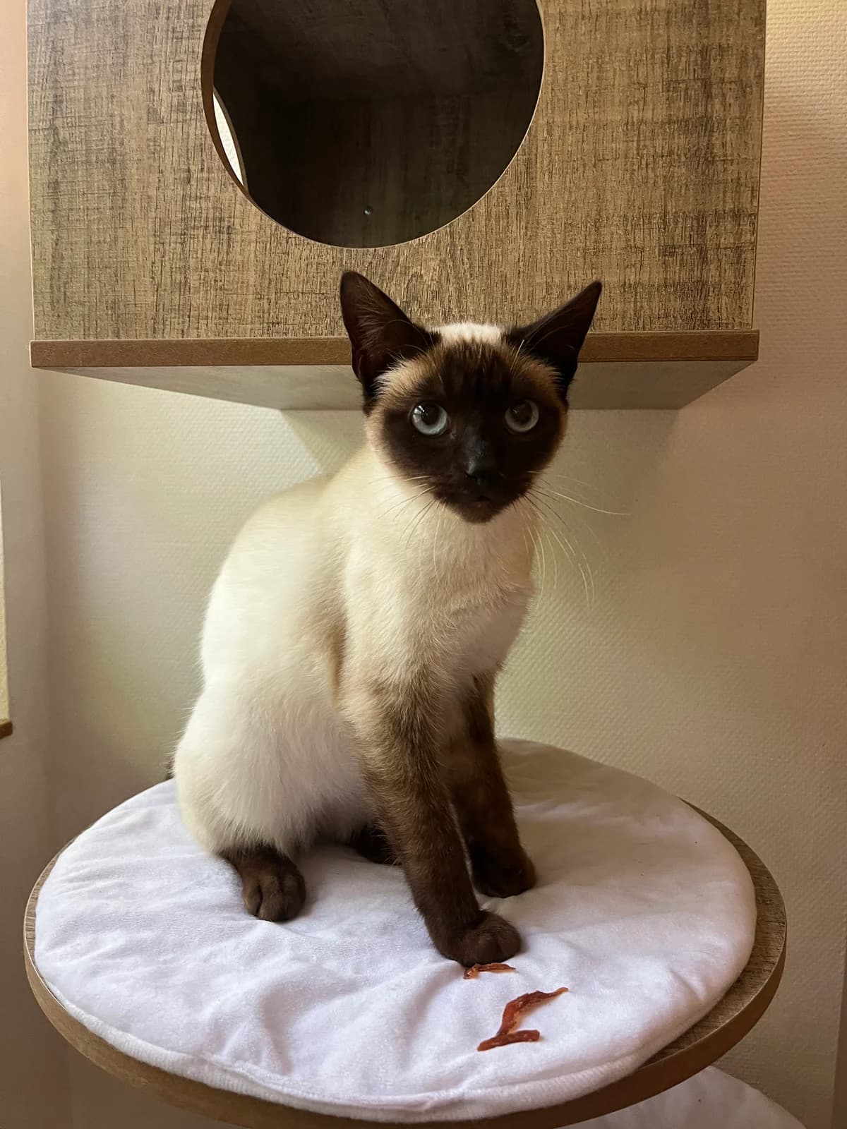 Quartz, male young Mixed Breed for adoption at Arche de Noé Brest