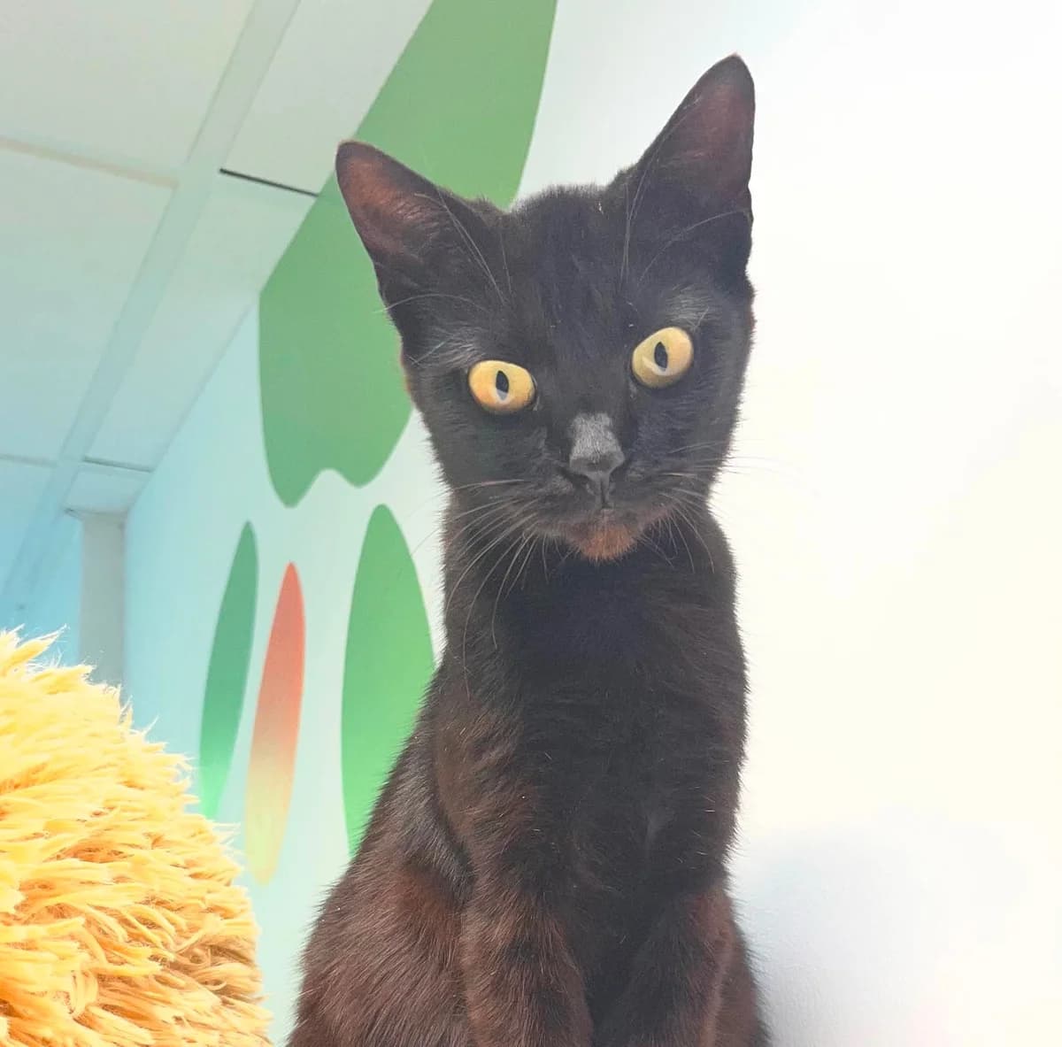 Améthyste, female senior Mixed Breed for adoption at Arche de Noé Brest