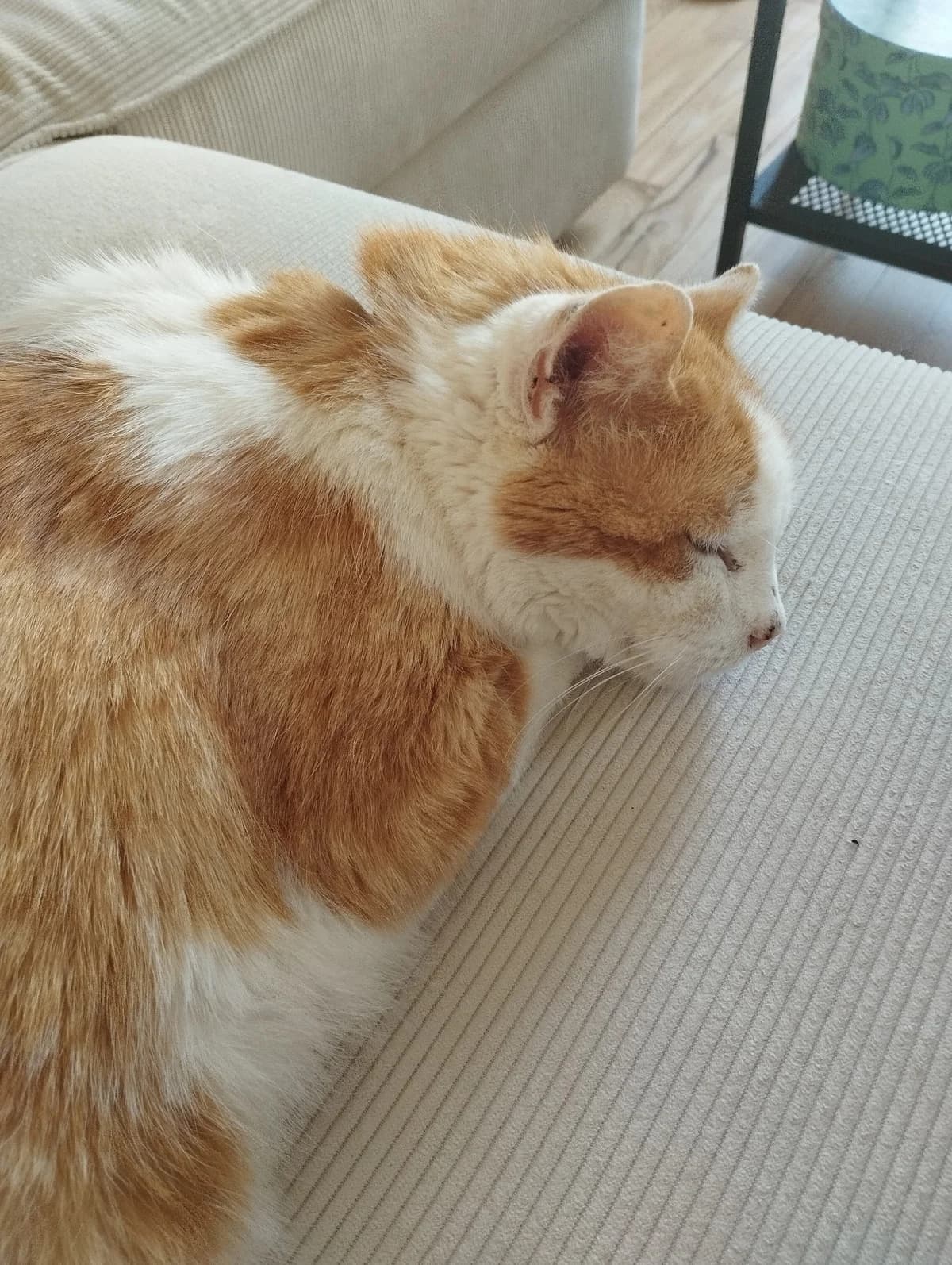 Ronron, male 6yo Mixed Breed for adoption at Arche de Noé Brest