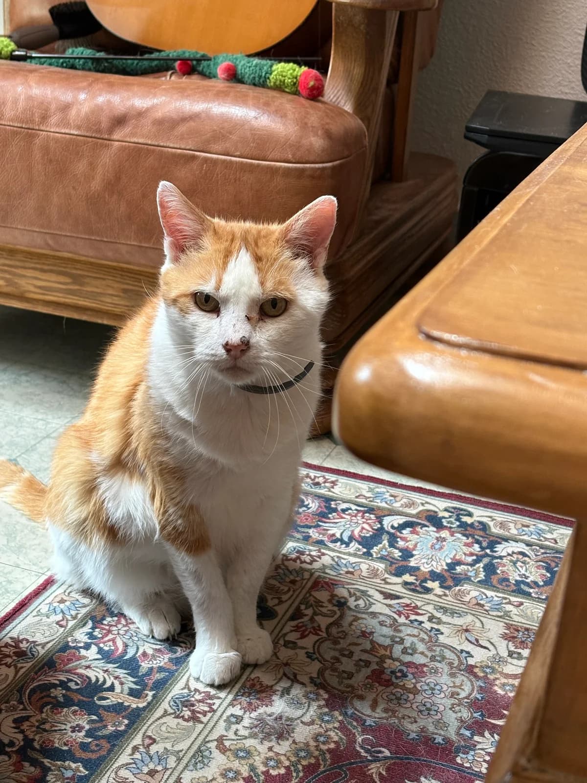 Ronron, male 6yo Mixed Breed for adoption at Arche de Noé Brest