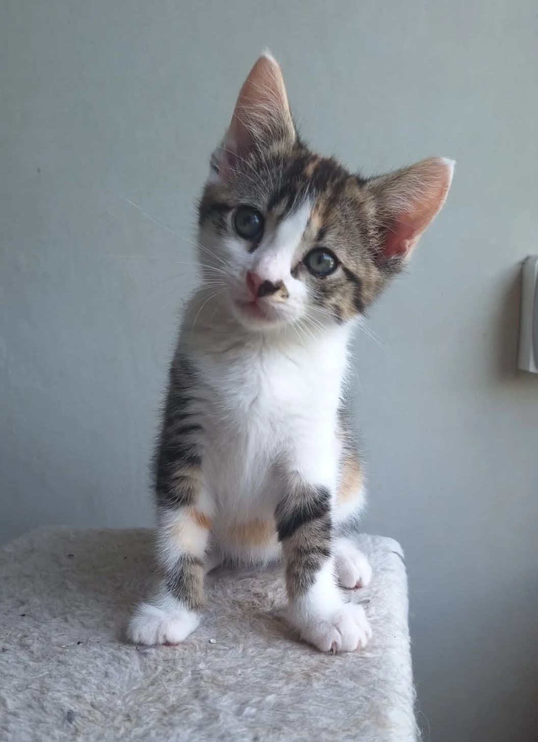 Barbabelle, female puppy Mixed Breed for adoption at Arche de Noé Brest