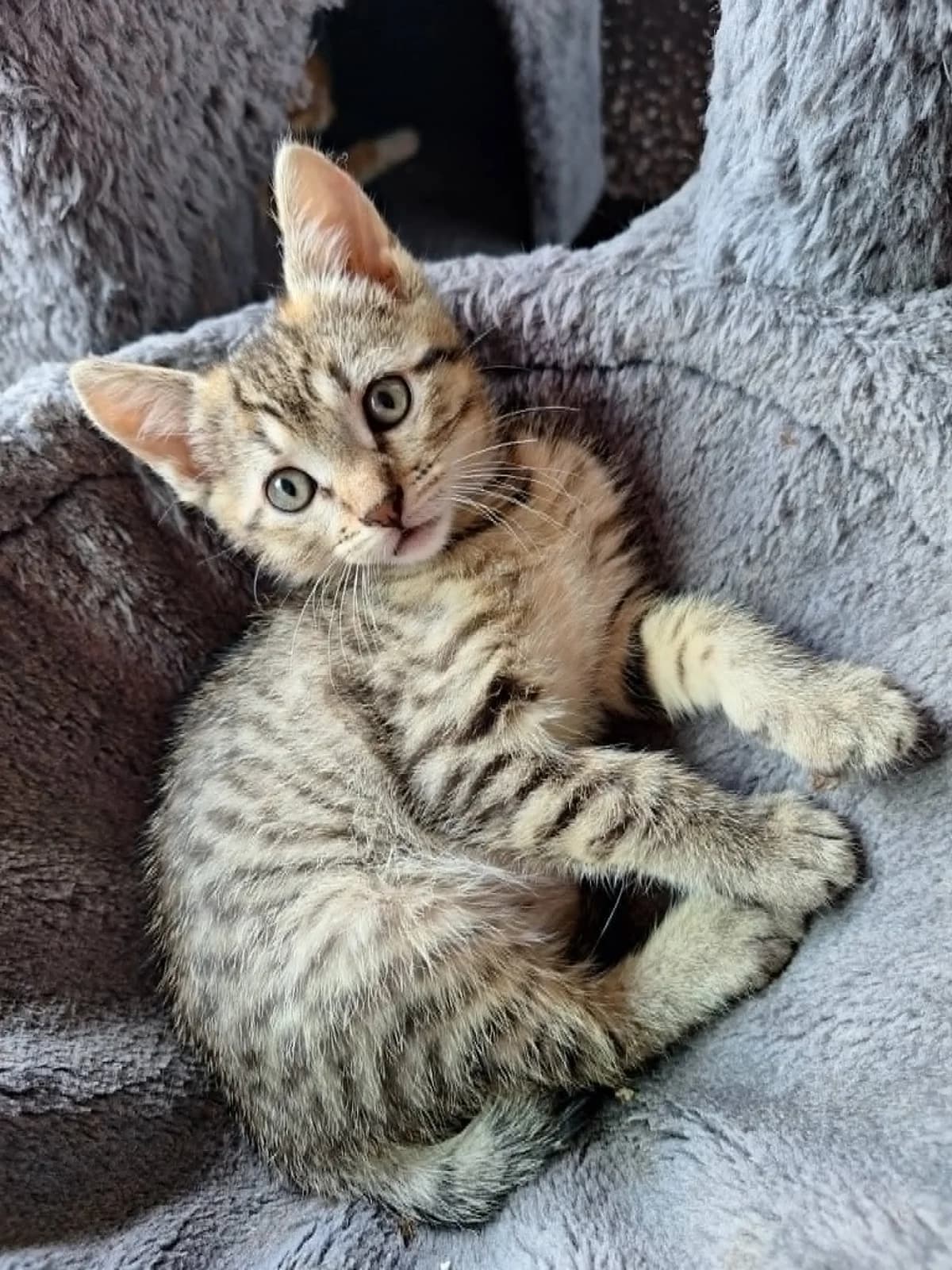 Bela, female puppy Mixed Breed for adoption at Arche de Noé Brest
