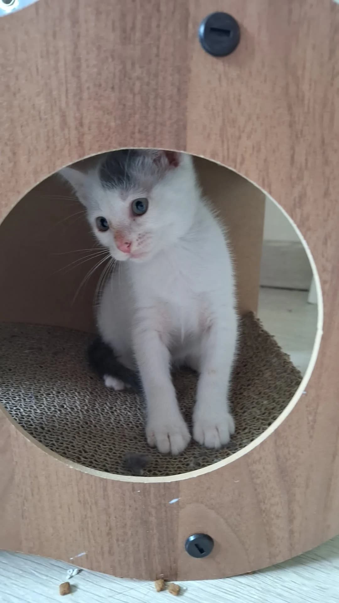 Brigand, male puppy Mixed Breed for adoption at Arche de Noé Brest