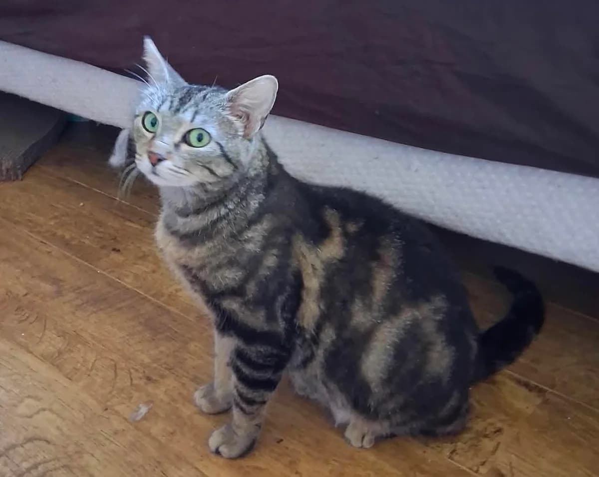 Violette, female 5yo Mixed Breed for adoption at Arche de Noé Brest