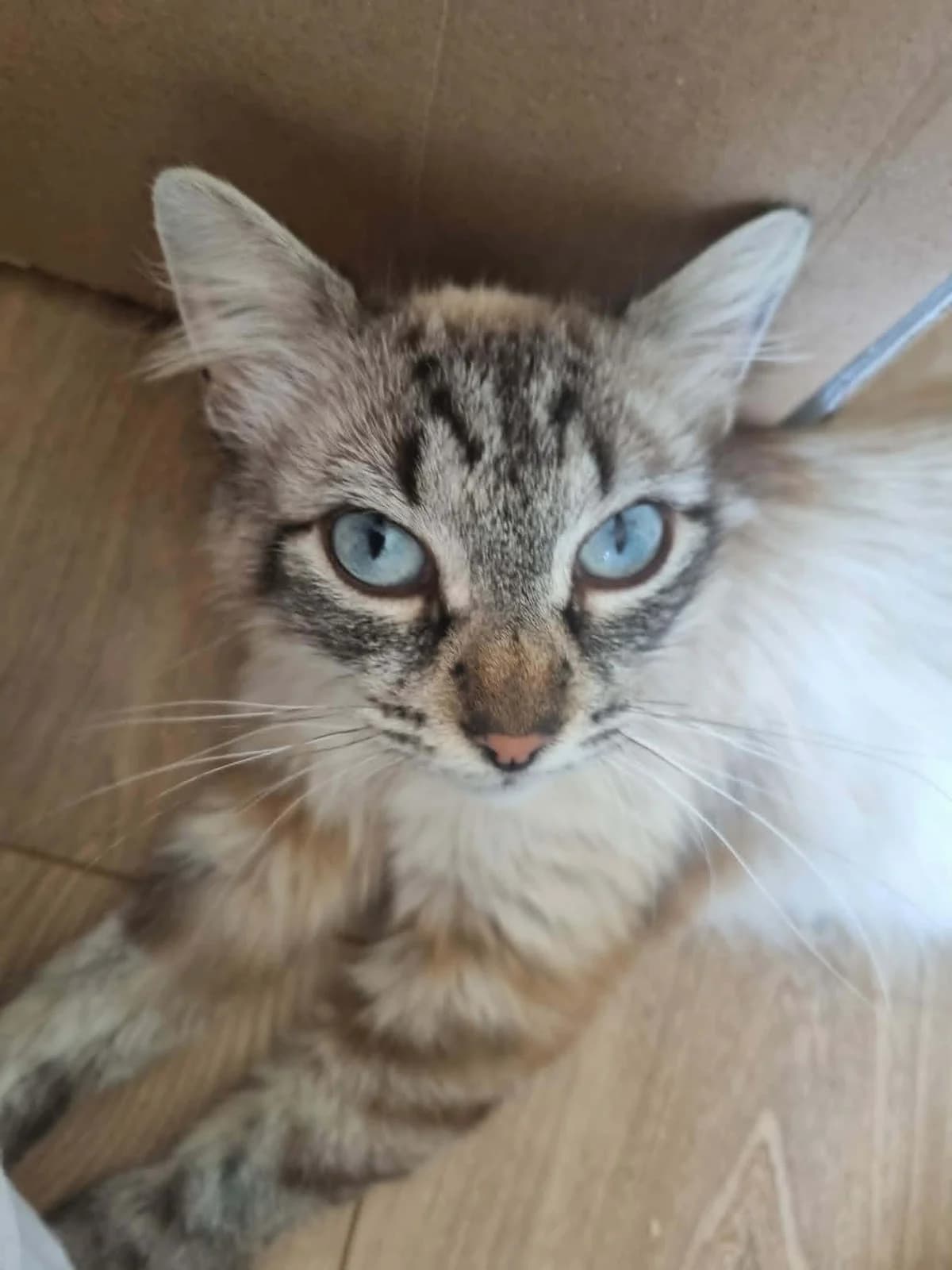 Sagwa, female young Mixed Breed for adoption at Arche de Noé Brest