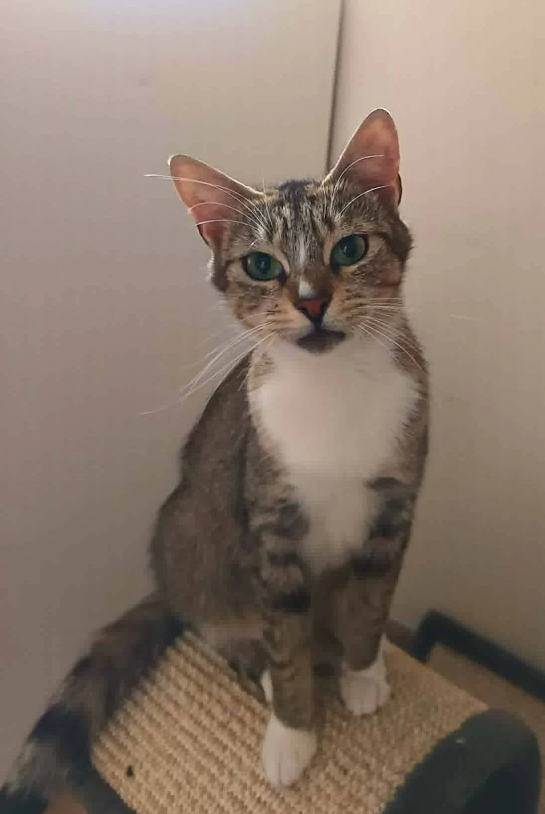 Agate, female young Mixed Breed for adoption at Arche de Noé Brest