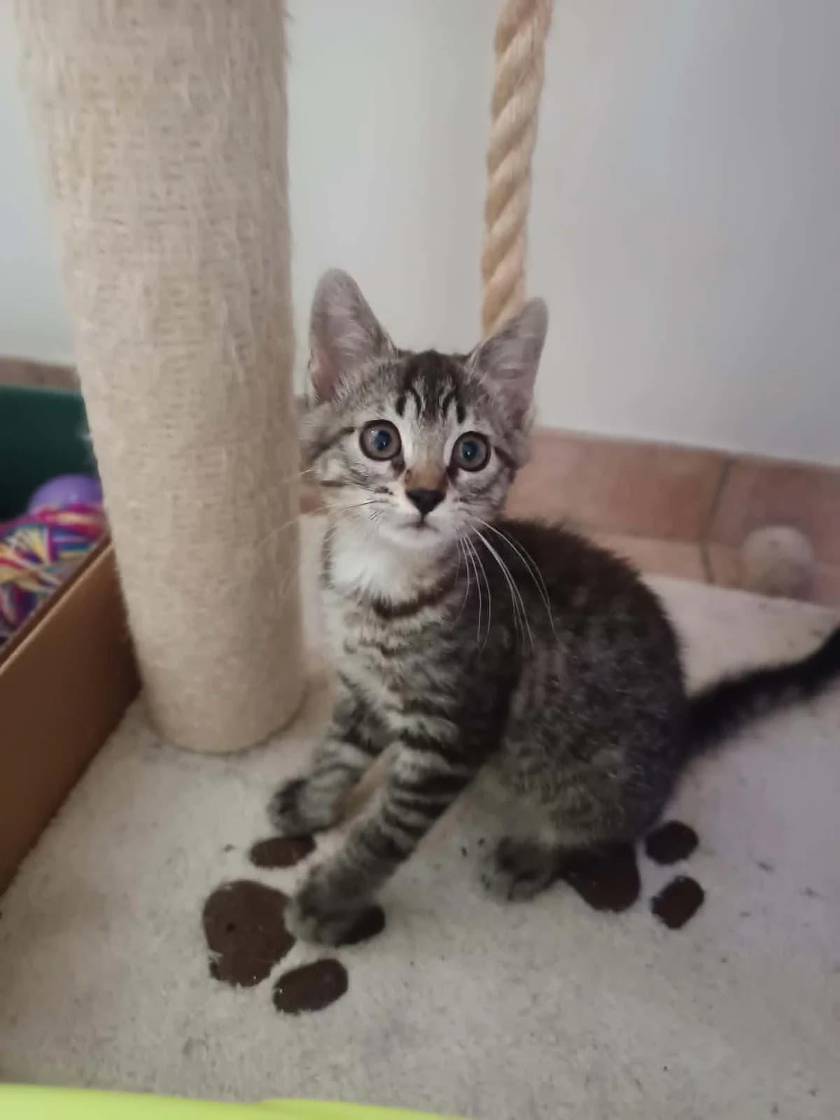 P'tit cailloux, female puppy Mixed Breed for adoption at Arche de Noé Brest