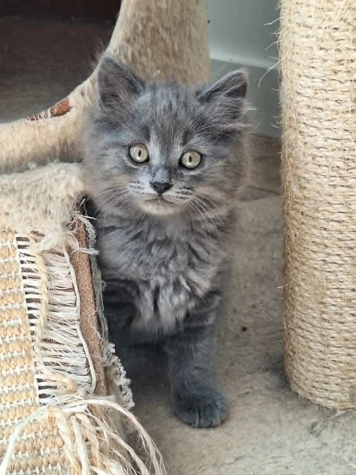 Blair, female puppy Mixed Breed for adoption at Arche de Noé Brest