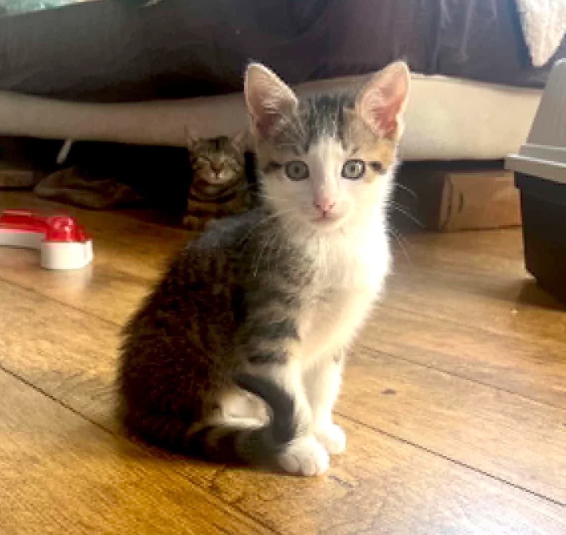 Boulette, female puppy Mixed Breed for adoption at Arche de Noé Brest