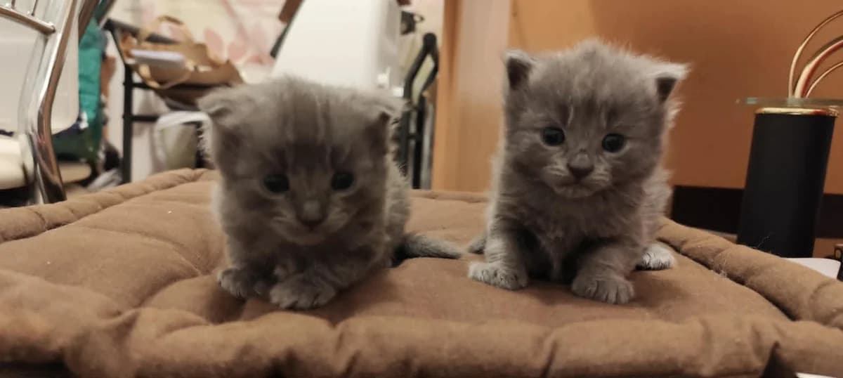 Boule & Bill, female puppy Mixed Breed for adoption at Arche de Noé Brest