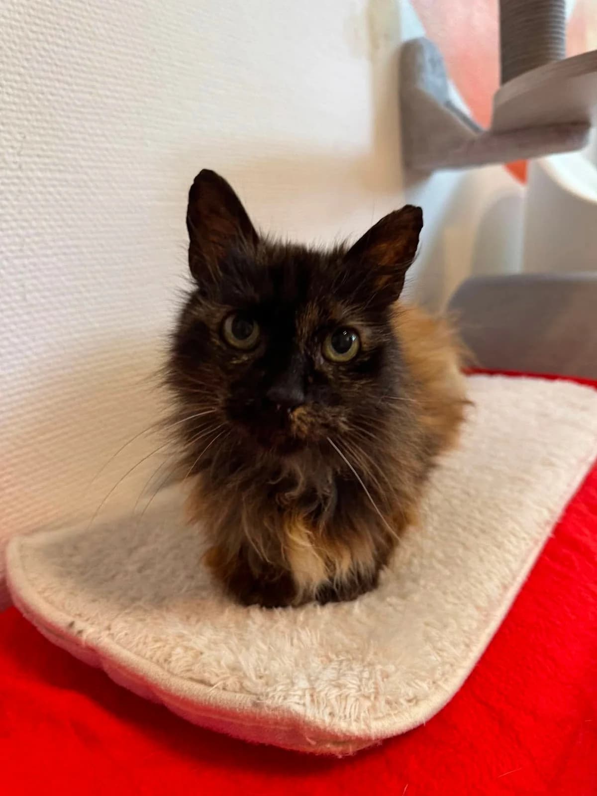 Opale, female senior Mixed Breed for adoption at Arche de Noé Brest