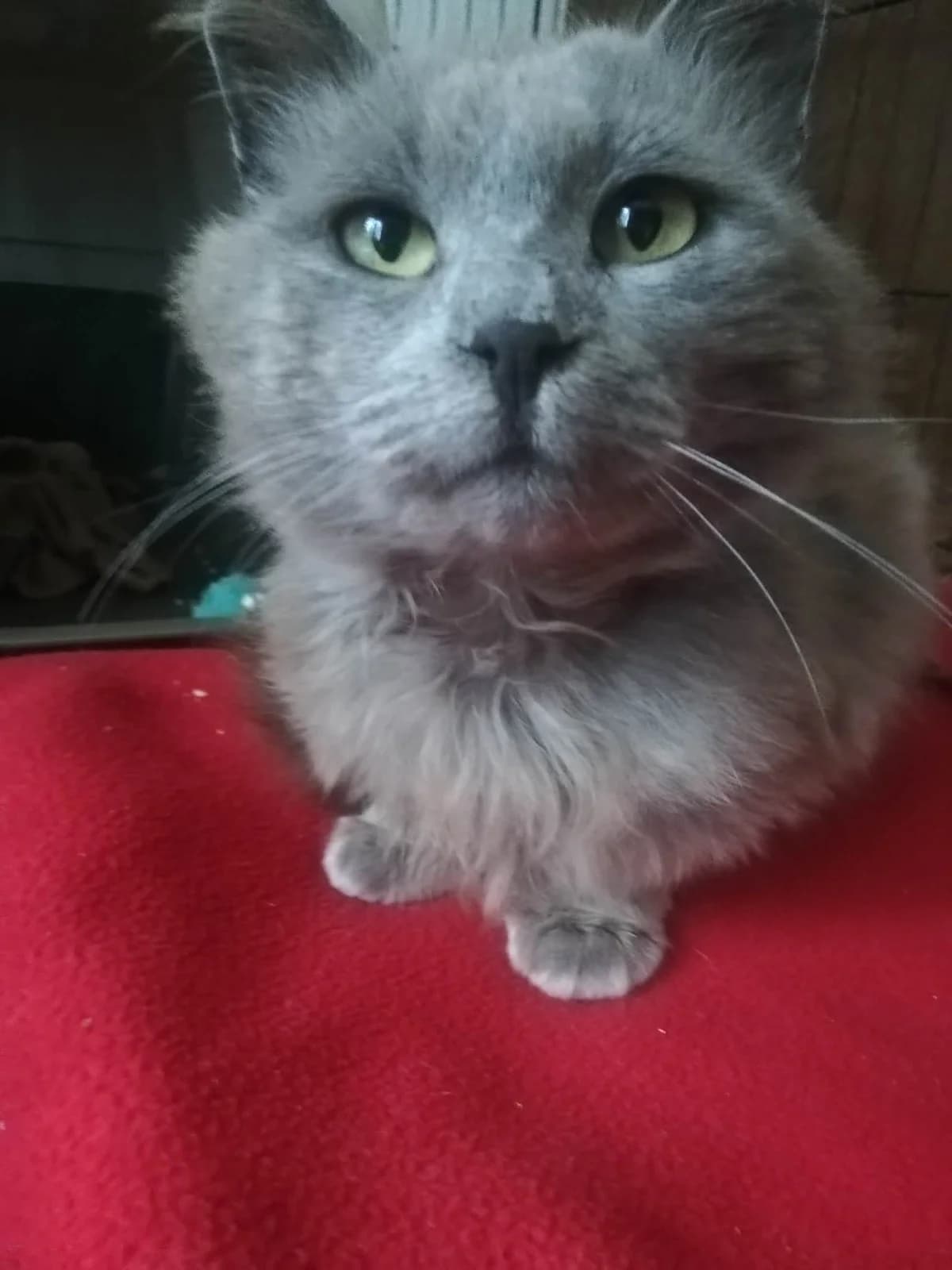 Le Lion, male 7yo Mixed Breed for adoption at Arche de Noé Brest