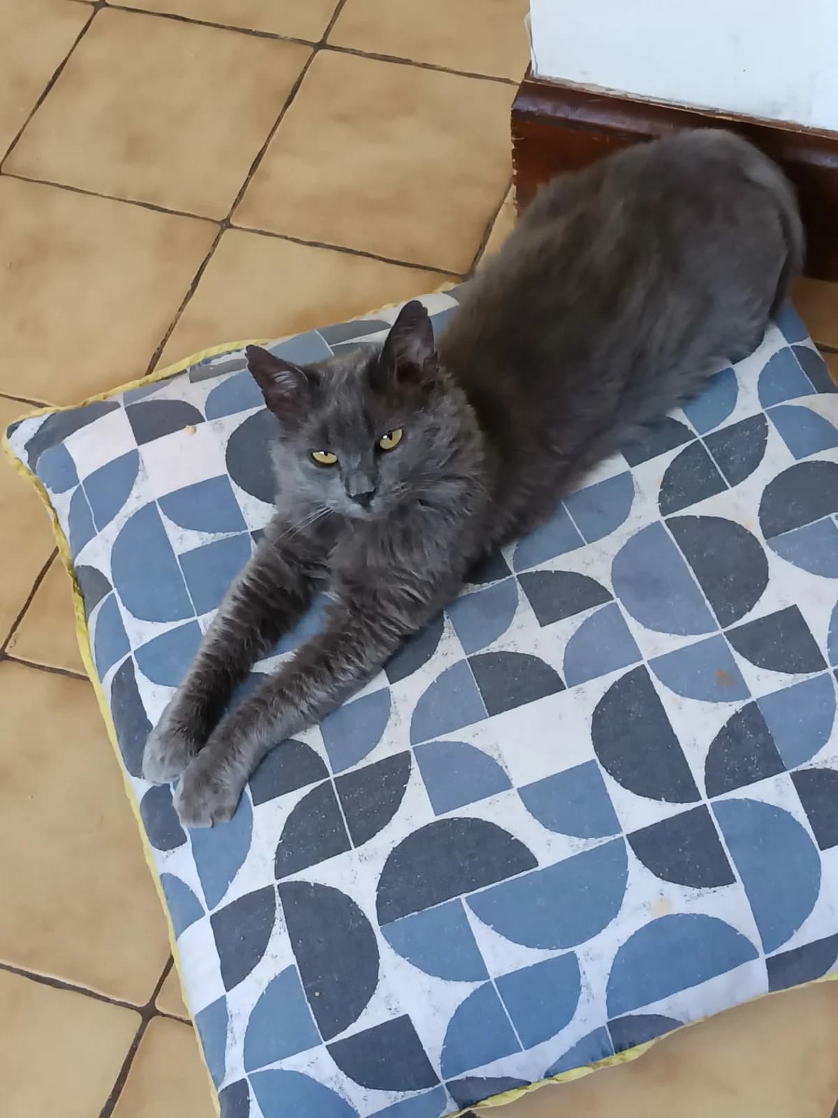 Le Lion, male 7yo Mixed Breed for adoption at Arche de Noé Brest